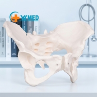 Modelo de pelvis femenina de tamaño real Modelo de anatomía femenina flexible Modelo de Anatomía de pelvis de hueso de cadera Educación científica