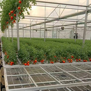 ระบบเมล็ดพืชขนาดใหญ่พร้อมรางนำทางเคลื่อนที่-น้ำท่วมอัตโนมัติและท่อระบายน้ำสำหรับเรือนกระจก - Product Image 2