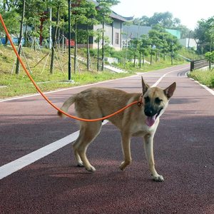 Correa de perro de plomo antideslizante de nailon duradero, cuerda de tracción a prueba de explosiones reflectante de alta resistencia, aleación de poliéster cómoda para perro P - Product Image 6