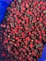 Mora Fresca Dulce Deshidratada al por Mayor Precio de Fábrica Mora Deshidratada Sin Azúcar