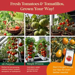Pack de 14 <span class=keywords><strong>variétés</strong></span> de <span class=keywords><strong>tomates</strong></span> et de tomatillos, non-OGM, <span class=keywords><strong>variétés</strong></span> <span class=keywords><strong>anciennes</strong></span>, pour la culture de légumes en intérieur et en extérieur, groseille à maquereau - Product Image 4