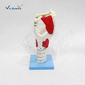 Медицинская анатомическая модель Человеческая медицинская наука дыхательная система Модель образования человеческих органов анатомическая модель функции гортани - Product Image 2