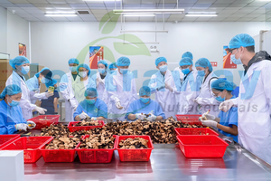 Extracto de seta de León, mezcla con bioperina, 7 en 1, Natural, Cordyceps, Reishi, Chaga, Maitake, cola de pavo - Product Image 4