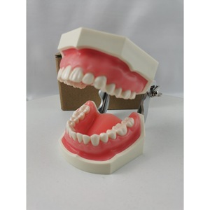 Modelo de dentadura postiza Heidefee M8011, 28 dientes, encías blandas, modelo de enseñanza para uso doméstico - Product Image 2