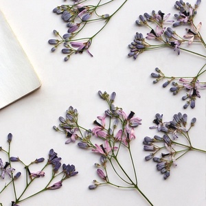 12 pezzi albero di Chinaberry <span class=keywords><strong>con</strong></span> rami di Scrapbooking resina epossidica naturale pianta vera fiore pressato fai da te - Product Image 4