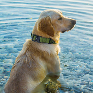 <span class=keywords><strong>Collar</strong></span> de perro táctico de PVC de liberación rápida con forro de neopreno suave, <span class=keywords><strong>Collar</strong></span> de perro mascota resistente al desgaste para entrenamiento diario - Product Image 6