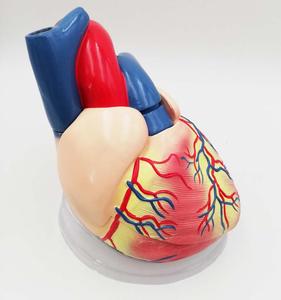 Gelsonlab HSBM-228 5 раз 3 пластиковых деталей модель человеческого сердца Сердце Модель анатомирования для медицинские пластмассы модели сердца - Product Image 3