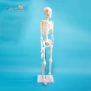 Modelo Anatómico de Órganos Humanos de PVC de 85 Centímetros para Ciencias Médicas, con Nervios y Discos Intervertebrales - Product Image 3
