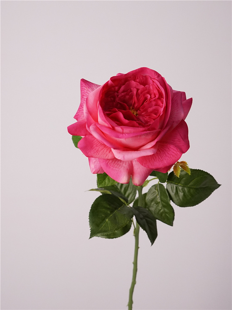 Wholesale Austin Real Touch Flowers - Lifelike Roses