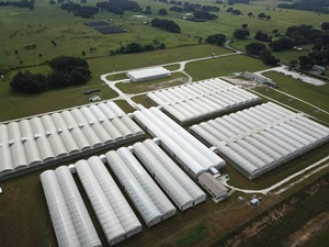 ג 'יאפי חסכוני סרט פלסטיק רב-מוטת לגידול אוכמניות, תותים ועגבניות - Product Image 4