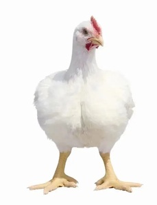 ระบบการให้อาหารไก่ชั้นอุปกรณ์การเลี้ยง<span class=keywords><strong>ไก่</strong></span>สำหรับฟาร์มสัตว์ปีกสภาพใหม่ - Product Image 6