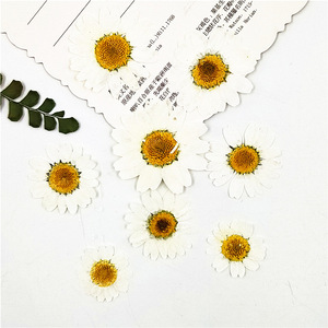 Fleurs séchées à base d'hélium pour la décoration du visage, produit domestique bon marché, délicates, bricolage, micro-sotis naturels, chrysanthème blanc et bleu, 30 pièces, X159 - Product Image 2