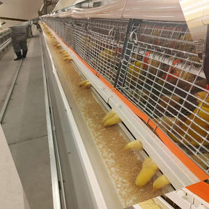 Jaulas automáticas para pollitos, jaula para criar pollitos, jaula para <span class=keywords><strong>pollos</strong></span> para calderas/pollitos ponedores - Product Image 4