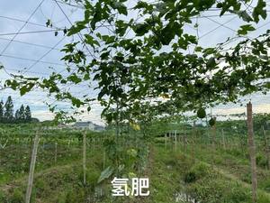 อาหารเสริมไดแอมโมเนียมไฮโดรเจนฟอสเฟตเกรดอาหารสำหรับผักและผลไม้ - Product Image 5