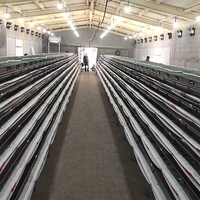 Cage à cailles automatique pour la production d'œufs, cages à cailles à vendre