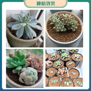 Granulés d'akadama de qualité supérieure 3-6 mm 9-12 mm, terre aérée pour mélange de potage pour plantes succulentes pour prévenir la pourriture des racines - Product Image 2