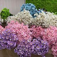 Fleurs étoilées Glixia du Brésil en gros, mini, naturelles, séchées et préservées, pour la décoration bohème de la maison
