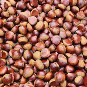 <span class=keywords><strong>Castagne</strong></span> Fresche e Salutari dalla Cina, Prezzo all'Ingrosso, <span class=keywords><strong>Castagne</strong></span> Crude Dolci in Grandi Quantità, Nuovo Raccolto - Product Image 4