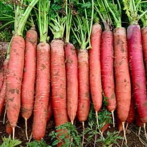 Récolte de carottes Qualité supérieure Carottes fraîches en gros Prix bon marché Légumes naturels sains - Product Image 6