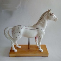 Maniquí Veterinario para Diagnóstico de Caballos, Recursos de Enseñanza y Entrenamiento en Acupuntura Animal, para Escuelas de Veterinaria, con Certificación CE/ISO