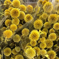 Fleurs et plantes préservées 20-25 têtes Fleurs séchées préservées Blue Planet Fleurs naturelles pour la maison ou la Saint-Valentin