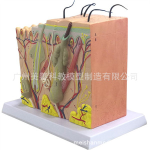 Modèle tridimensionnel anatomique et cosmétique magnifié de la structure du tissu cutané humain ; modèle de coupe transversale de la peau - Product Image 1