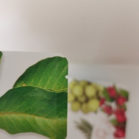 Sachets personnalisés en plastique de qualité alimentaire à fond plat pour l'emballage de fruits secs, de noix et de snacks