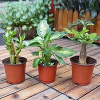 Pot Bunga Plastik Murah DD3169, Pot Pembibitan, Pot Tanaman Bunga, Pot Sukulen, dan Pot Penyemai Benih