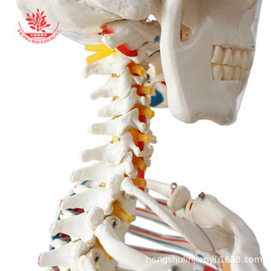 Modèle squelettique humain pour la recherche médicale, avec articulations osseuses, moitié des ligaments et moitié des muscles, modèle médical de 170 cm en taille réelle - Product Image 2