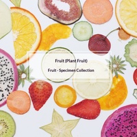 Gedroogde echte fruit specimens sinaasappel citroen aardbei kiwi plakjes hars gecoate telefoonhoes accessoires DIY knutselmaterialen kit