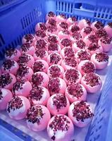 Bombes de bain pour les pieds à la lavande biologique, faites à la main, relaxantes, avec sel de la Mer Morte, pétales de rose, sel d'Epsom, lait et miel, élégantes, 25g