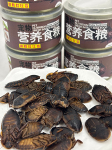 Alimentos al por mayor a base de insectos: Gusanos de la harina, Cucarachas Dobi frescas y ecológicas, Insectos - Product Image 6