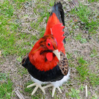 Figurine de coq réaliste en plumes véritables, grande taille, simulation d'animal de ferme, figurine anime pour la décoration de la maison, du jardin et du paysage.