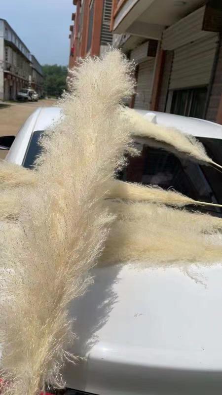 70-90cm plume beige pampas