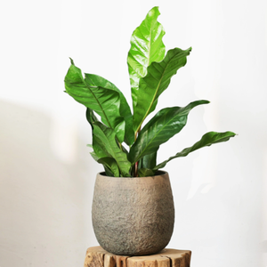 Precio del fabricante OEM ODM Cemento Maceta Artesanía Jardín Decoración Jugosa Planta Maceta - Product Image 4