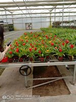 Banco de Cultivo Móvil con Ruedas para Invernadero, de Fácil Instalación, Doble Capa, Grande, 4x8 pies, para Semilleros e Hidroponía
