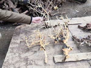 도매 노란색 아름다운 거미 수족관 물고기 탱크 액세서리 장식 수족관 자연 driftwall - Product Image 6