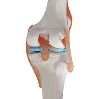 Modèle d'enseignement médical de haute qualité, articulaire pour les genoux, anatomie des articulations, offre spéciale,