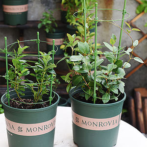 Tuinieren Benodigdheden Bloem Decoratieve Trellis Plant Ondersteuning Klimrek Plant Frame Huis Multi-Functioneel Duurzaam Metaal - Product Image 3