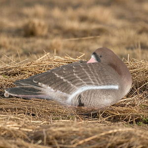 Kiểm soát chất lượng 100% EVA nhựa màu xám specklebelly ngỗng săn mồi - Product Image 4