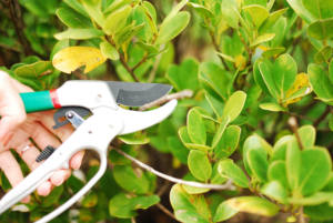 Sécateur à cliquet à lame incurvée de 8 pouces pour les applications de bricolage et d'élagage industriel - Product Image 2