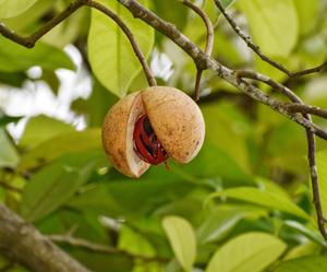 (Biji Pala) Nuez Moscada Entera Indonesia: Grado Premium ABCD, Alto Contenido de Aceites Esenciales, Proveedor - Product Image 1