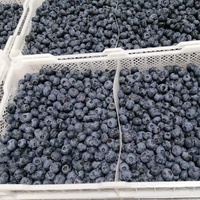 Myrtilles sauvages biologiques Meilleurs fruits frais cueillis en vrac non sucrés surgelés congélation IQF Compliments Prix de gros