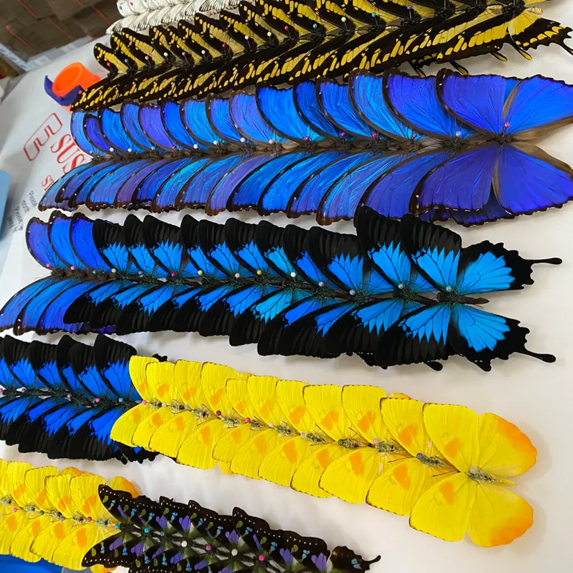 Il campione di farfalle secche a farfalla secca può essere posizionato In una vera farfalla a cornice