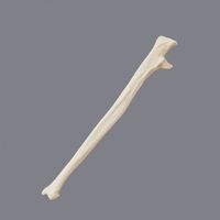 Modelo de cúbito humano de espuma sólida KyrenMed, modelo de perforación de práctica de cúbito de esqueleto izquierdo y derecho cortical de espuma de tamaño real