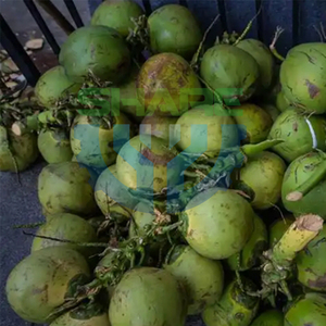 Máquina peladora de piel de coco vieja seca Máquina peladora de cáscara de coco seco Máquina removedora de piel marrón de coco con cinta transportadora - Product Image 2