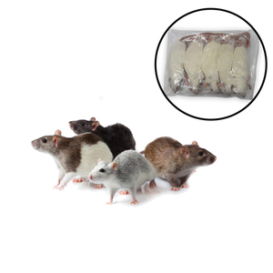 Rata Deshidratada Entera de Grado de Producción para Granjas de Serpientes y Santuarios de Aves de Presa - Product Image 1
