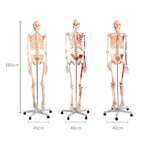 ADA-A1002 180cm PVC <strong>Full</strong> Body Model of Human Muscle Skeleton with Ligament for School Teaching in Medical Science - Product Image 4
