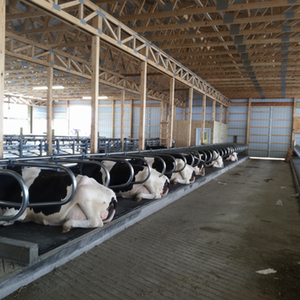 Matelas pour vaches, imperméable, durable, en caoutchouc, pour ferme laitière - Product Image 3