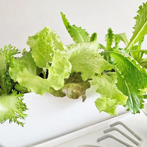 Pot de fleurs rectangulaire blanc moderne avec soucoupe et plateau de drainage, jardinière en plastique léger et durable pour usage intérieur/extérieur - Product Image 4